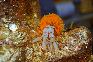 crab on the rocks