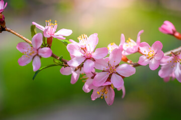 Flowering pink almonds