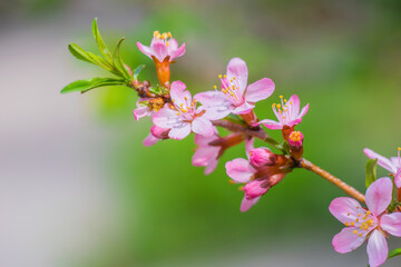 Fototapeta na wymiar Flowering pink almonds