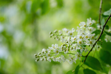 Branch of flowering bird cherry in white flowers