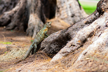 Green Iguana on the Pines
