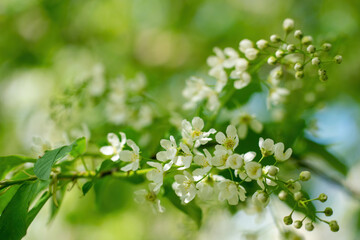 Branch of flowering bird cherry in white flowers