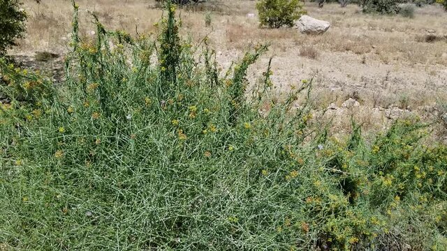 Umbel inflorescences in shades of yellow bloom from Utah Vine Milkweed, Funastrum Utahense, Apocynaceae, native herbaceous perennial near Twentynine Palms, Southern Mojave Desert, Springtime.