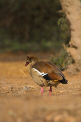 Egyptian goose bird