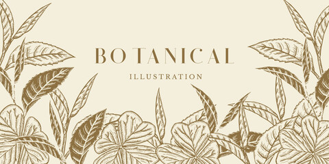Botanical Illustration