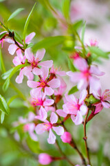 Flowering pink almonds