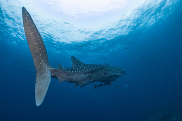 Obraz premium giant Whale shark swimming underwater with scuba divers