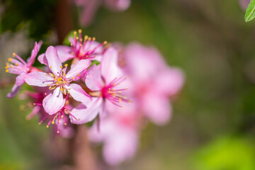Flowering pink almonds