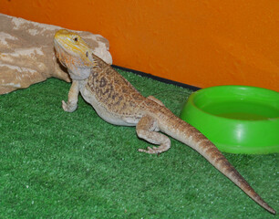 Bearded agama (Latin. Pogona vitticeps), or bearded lizard