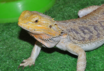 Bearded agama (Latin. Pogona vitticeps), or bearded lizard