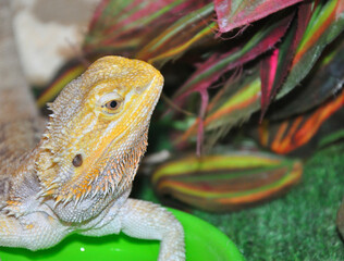 Bearded agama (Latin. Pogona vitticeps), or bearded lizard