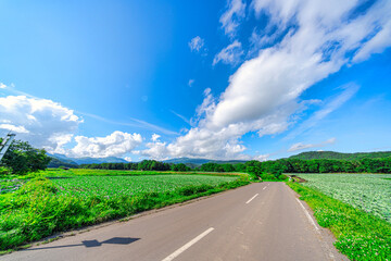 【群馬県 嬬恋村】キャベツ畑の広がる、嬬恋パノラマライン