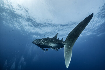 giant Whale shark swimming underwater with scuba divers