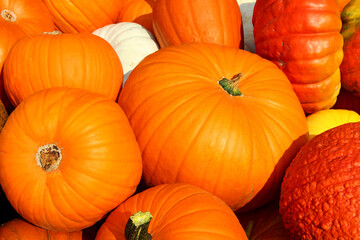 Various pumpkins and squashes - autumn / fall is coming, get ready for Halloween.