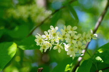 Branch of flowering bird cherry in white flowers