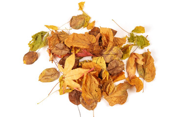 Colorful autumn leaves isolated on a white background