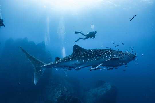 giant Whale shark swimming underwater with scuba divers