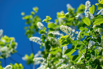 Branch of flowering bird cherry in white flowers