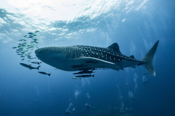 giant Whale shark swimming underwater with scuba divers © Adam