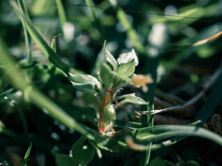 green leaves of a plant