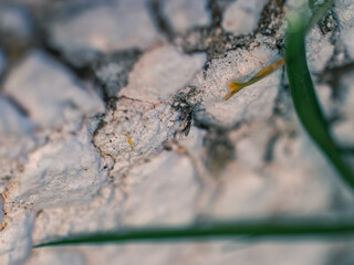 Close up of an insect