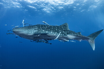 Naklejka premium giant Whale shark swimming underwater with scuba divers