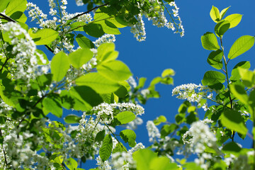 Fototapeta na wymiar Branch of flowering bird cherry in white flowers