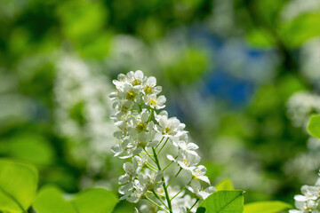Branch of flowering bird cherry in white flowers