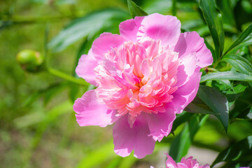 Pink peony flower close up