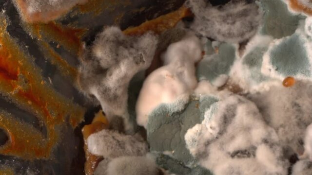 Moulds in food spoilage. Spoiled food in a glass jar close up. Grocery waste due to mould, mycotoxins contamination and rotting