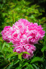 Pink peony flower close up