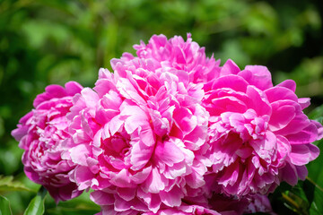 Pink peony flower close up