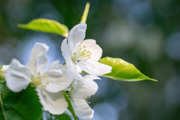 Branch of a blossoming apple tree