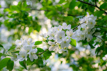 Branch of a blossoming apple tree
