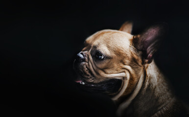 portrait in dark of pug dog