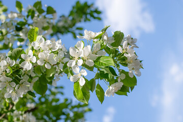 Branch of a blossoming apple tree
