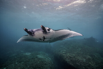 beautiful Manta Ray underwater with scuba divers