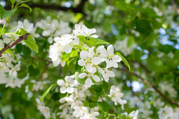 Branch of a blossoming apple tree