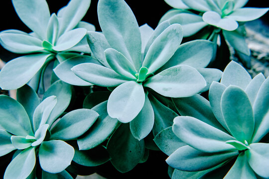 Particolare di pianta succulenta