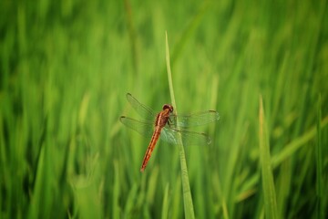 a dragonfly is perched on rice tree