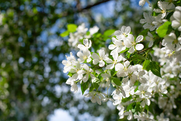 Branch of a blossoming apple tree