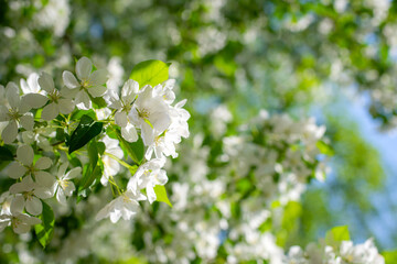 Branch of a blossoming apple tree