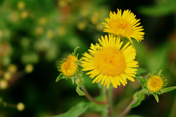 yellow dandelion flower