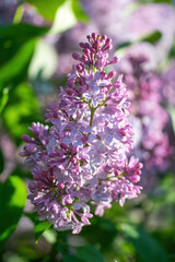 Obraz premium Branch of blossoming purple lilac on a sunny day