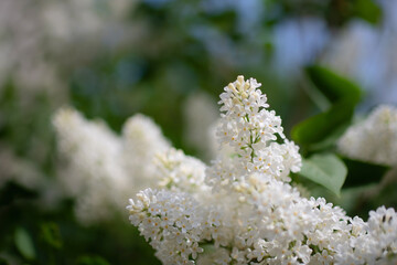 Branch of blossoming white lilac in the garden.