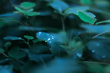 green leaves with dew