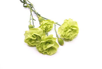 green carnation isolated in white background