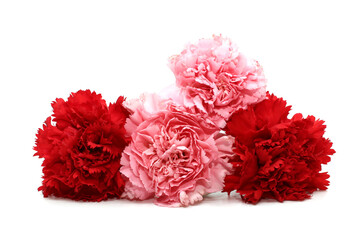 carnation flower isolated on white