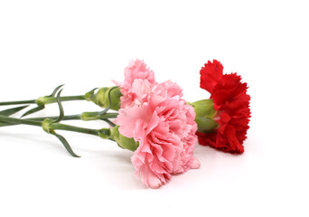 pink carnation on white