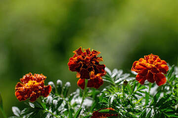 marigold flower in drops after rain